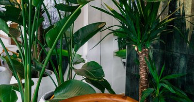 Biophilic dizajn: ako vniesť prírodu do obývačky